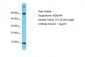 NDUFA4 Antibody - middle region